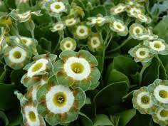 Flower Seeds, Seeds,Seeds For Planting,Plant Seeds