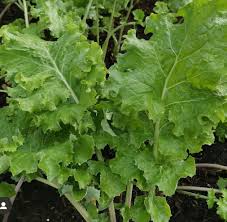 Green Siberian Kale Seeds for Planting – Heirloom Non-GMO Cold-Hardy Leafy Vegetable – Organic Garden Seeds, High Germination