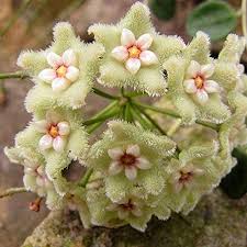 Sea Green Hoya Flower Seeds for Planting – Heirloom, Non-GMO, High Germination Organic Garden Seeds