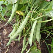 Bush Bean Seeds for Planting – Heirloom & Non-GMO Fast-Growing Kitchen Garden Variety