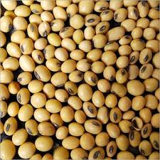 Brown Edible Soybean Seeds for Planting – Heirloom, Non-GMO, High Germination