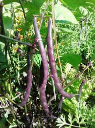 Purple Stallard Bean Vegetable Seeds for Planting – Heirloom & Non-GMO Seeds for Colorful, Flavorful Harvests