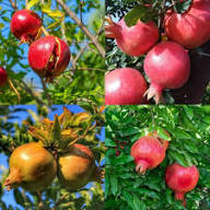 Orange Pomegranate Fruit Seeds for Planting – Heirloom Non-GMO, High Germination Organic Garden Seeds