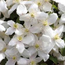 Clematis Montana Flower Seeds for Planting – Heirloom, Non-GMO, High Germination Organic Garden Seeds
