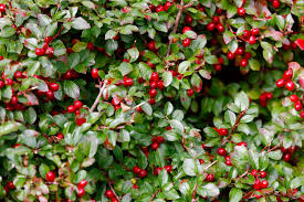 Green Gaultheria Seeds for Planting – Heirloom & Non-GMO Fragrant Foliage Garden Variety