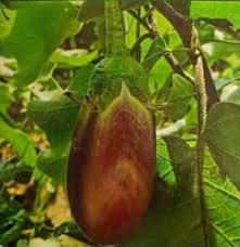 Eggplant Seeds for Planting Brown – Heirloom, Non-GMO, Organic Garden Seeds –  Culinary Use, High Germination