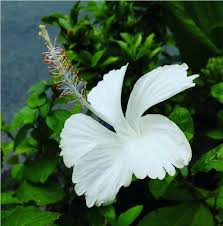 Hibiscus Flower Seeds for Planting - Heirloom, Non-GMO, Easy-to-Grow Organic Garden Seeds with High Germination