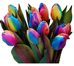 Rainbow Tulip Flower Seeds for Planting - Heirloom, Non-GMO, Easy-to-Grow Organic Garden Seeds for Spring Color