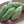 Arka Harit Bitter Gourd Seeds for Planting – Heirloom & Non-GMO, High Germination Organic Garden Seeds
