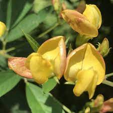 Yellow Cajanus Flower Seeds for Planting | Heirloom Non-GMO High Germination Organic Garden Seeds