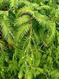 Green Glyptostroboides Plant Seeds for Planting – Heirloom & Non-GMO Seeds, Rare Dawn Redwood Tree Variety