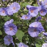 Purple Abutilon Striatum Flower Seeds for Planting - Compact Growth, Heirloom &amp; Non-GMO Seeds for Home Garden