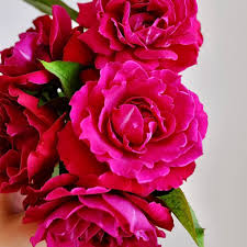 Pink Ruby Rose Flower Seeds for Planting – Heirloom Non-GMO High Germination Organic Garden Seeds