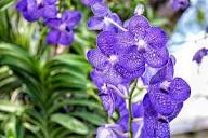 Phalaenopsis Orchid Flower Seeds for Planting – Heirloom, Non-GMO, Organic Cut Flower Favorite Seeds