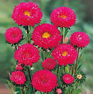 Red Aster Flower Seeds for Planting – Heirloom, Non-GMO, High Germination Wildflower Garden Seeds