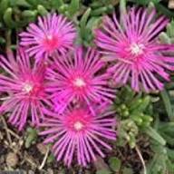Pink Delosperma Flower Seeds for Planting – Heirloom, Non-GMO, Vibrant Organic Garden Seeds
