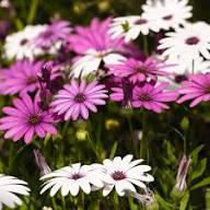 Mixed Osteospermum Flower Seeds for Planting – Heirloom Non-GMO High Germination Organic Garden Seeds