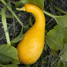 Crookneck Yellow Squash Vegetable Seeds for Planting – heirloom & Non-GMO seeds, tender curved fruits