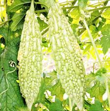 Arka Harit Bitter Gourd Seeds for Planting – Heirloom & Non-GMO, High Germination Organic Garden Seeds