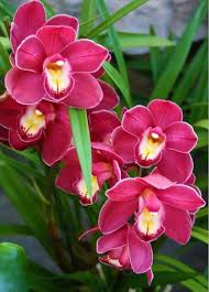 Mixed Phalaenopsis Orchid Seeds for Planting – Heirloom, Non-GMO, Shade Tolerant, High Germination Organic Garden Seeds