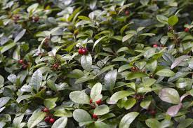 Green Gaultheria Seeds for Planting – Heirloom & Non-GMO Fragrant Foliage Garden Variety