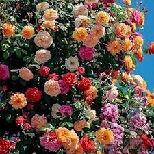Cascade Flower Seeds for Planting – Heirloom, Non-GMO Compact Growth, High Germination Seeds