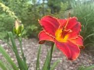 Hemerocallis Flower Seeds for Planting – Heirloom, Non-GMO, Cottage Garden Essential, High Germination Organic Seeds