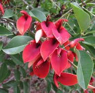 Erythrina Flower Seeds for Planting | Heirloom Non-GMO High Germination Organic Garden Seeds