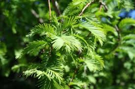 Green Glyptostroboides Plant Seeds for Planting – Heirloom & Non-GMO Seeds, Rare Dawn Redwood Tree Variety