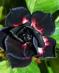 Green Black Adenium Obesum Seeds for Planting | Fragrant Blossoms | Heirloom Non-GMO High Germination Seeds