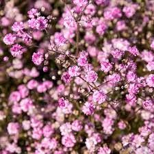 Pink Gypsophila Flower Seeds for Planting - Premium Quality, Heirloom & GMO Free Seeds for Home Garden Non-GMO