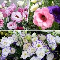 Mixed Lisianthus Sapphire Flower Seeds for Planting – Heirloom, Non-GMO, High Germination Organic Garden Seeds