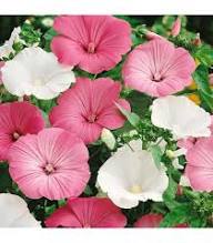 Mixed Rose Mallow Flower Seeds for Planting – Heirloom, Non-GMO, High Germination Organic Garden Seeds