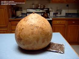 Brown Gourd Bushel Seeds for Planting – Heirloom & Non-GMO seeds, ornamental variety for fall décor