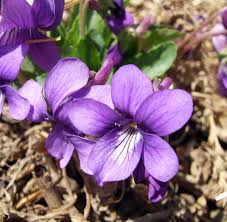 Violet English Flower Seeds for Planting – Heirloom, Non-GMO, High Germination Organic Garden Seeds