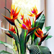 Red Strelitzia Reginae Flower Seeds for Planting - Heirloom, Non-GMO, Hardy Organic Garden Seeds with High Germination