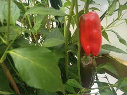 Anaheim Pepper Seeds for Planting – Heirloom, Non-GMO, Organic Garden Seeds, High Germination, Mild Peppers for Stuffing