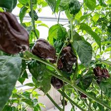 Chocolate Habanero Pepper Seeds for Planting – Heirloom & Non-GMO Vegetable Seeds, Smoky & Hot Variety