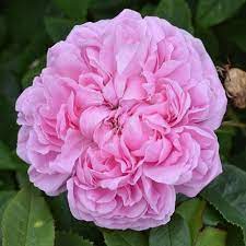 Pink Marigold Flower Seeds for Planting | Heirloom Non-GMO High Germination Organic Garden Seeds