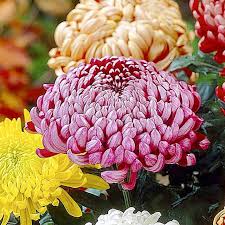 Dutch Chrysanthemum Flower Seeds for Planting – Heirloom, Non-GMO, Organic Garden Seeds, High Germination