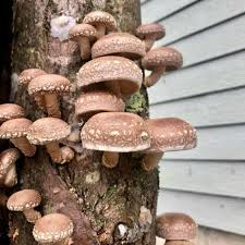 Shiitake Mushroom Seeds for Planting – Heirloom, Non-GMO, Organic Spores – Gourmet Fungi, High Germination