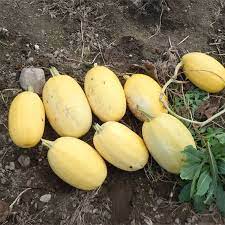 Yellow Spaghetti Squash Seeds for Planting – Heirloom & Non-GMO Vegetable Seeds