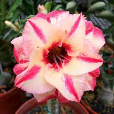 Desert Rose Seeds,Adenium Obesum Popular Succulent  Flower seeds for Planting - Garden Favorite, Heirloom & GMO Free Seeds for Home Garden