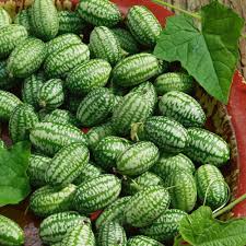 Mini Cucamelon Vegetable Seeds for Planting – Heirloom Non-GMO Organic Garden Seeds – Tiny Cucumber-Like Fruits, High Germination