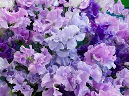 White Purple Sweet Pea Flower Seeds - Fragrant Blossoms, Heirloom, Non-GMO Organic Garden Seeds for Planting