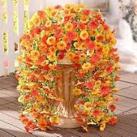 Wandelrose Flower Seeds for Planting | Heirloom Non-GMO High Germination