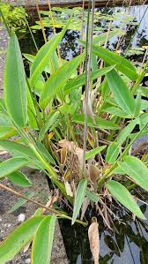Green Thalia Dealbata Flower Seeds for Planting – Heirloom, Non-GMO, High Germination Organic Garden Seeds