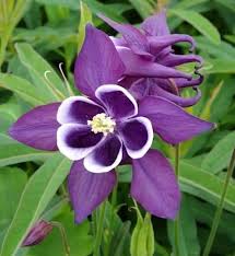 Purple White Aquilegia Flower Seeds for Planting – Low Maintenance Heirloom Non-GMO High Germination Garden Seeds