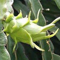Fresh Light Green Pitaya fruit seeds for planting - Heirloom & Non-GMO Garden seeds, exotic fruits for easy home growing