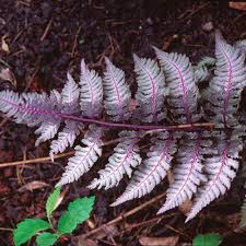 Fern Purple Seeds for Planting – Heirloom, Non-GMO, High Germination, Pollinator Friendly